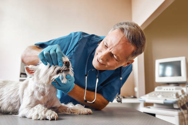 Best Same-Day Emergency Dental Services in Valley Mills, TX